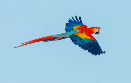 Digital Image Picture Photo Pic Wallpaper Background Scarlet Macaw Flying 66