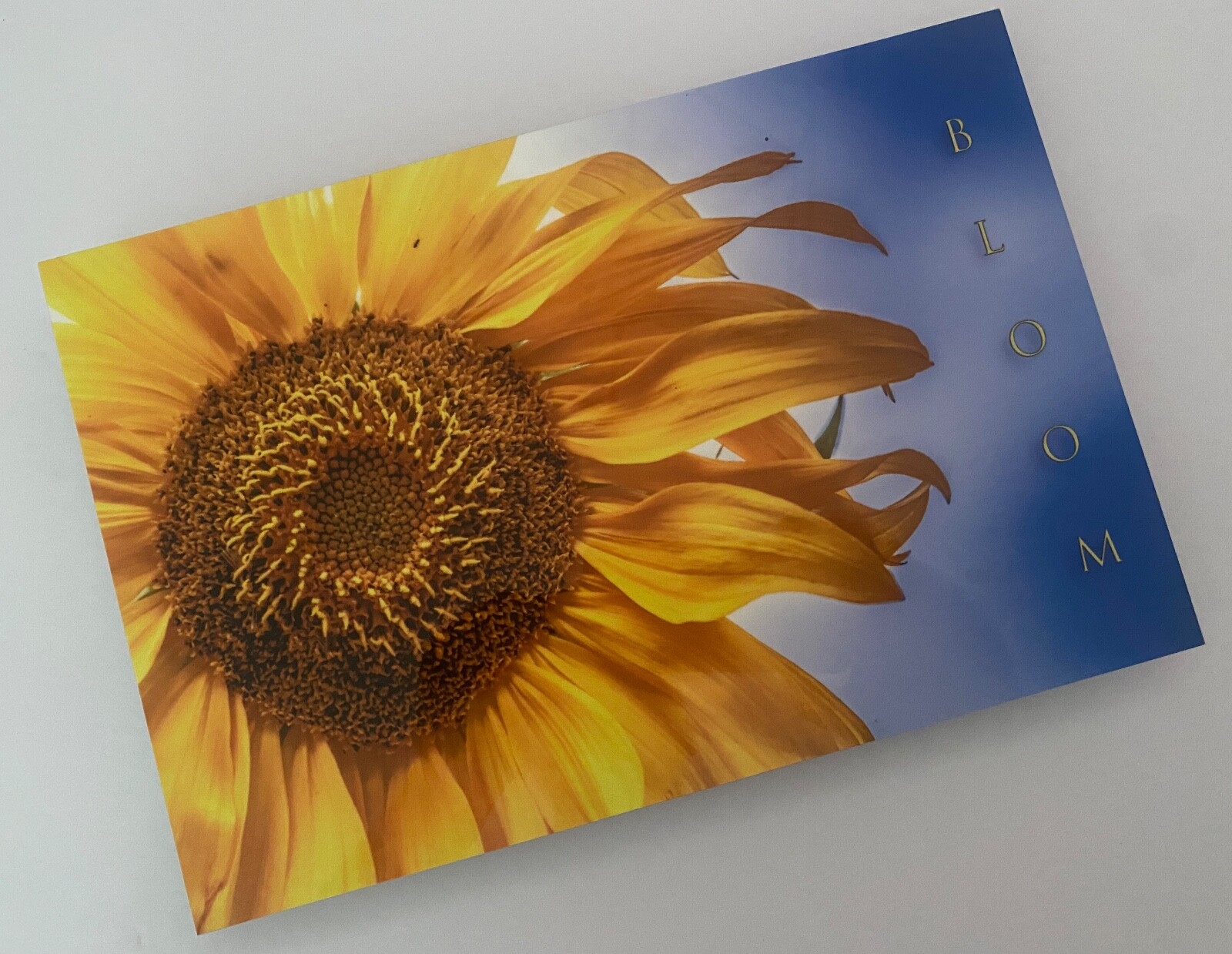 Sunflower “Bloom” Original Signed / Framed Photograph 8×12
