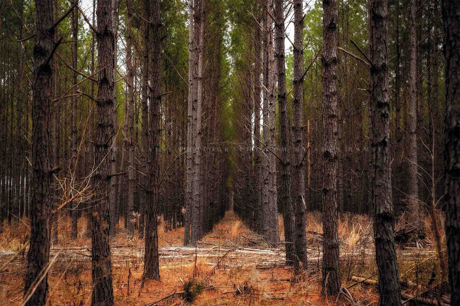 Pine Trees Photography Print: Mississippi Forest Southern Landscape Photo
