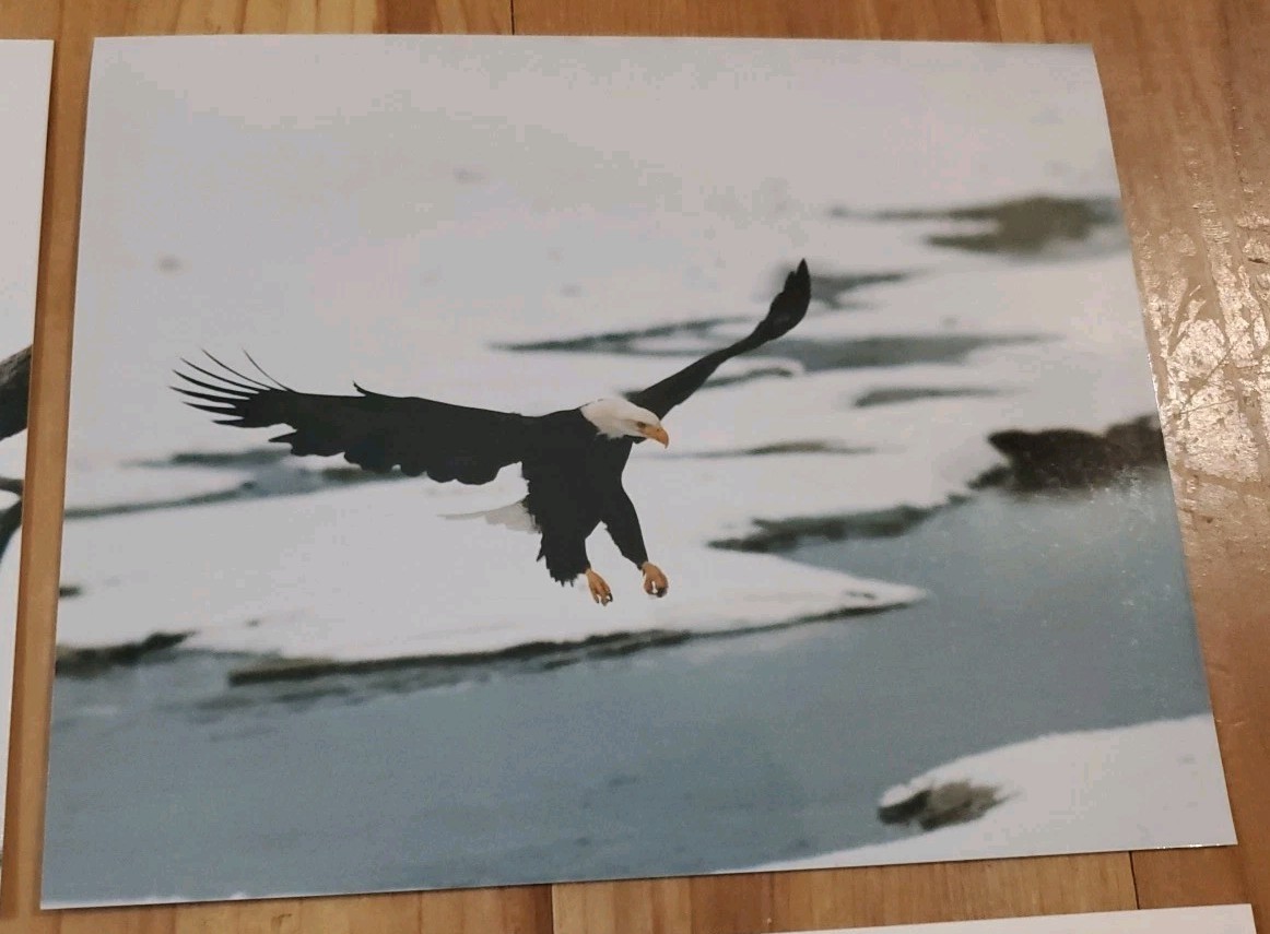 American Bald Eagle Print Pictures Lot of 4 Sitting in Branch Soaring Water 8×10