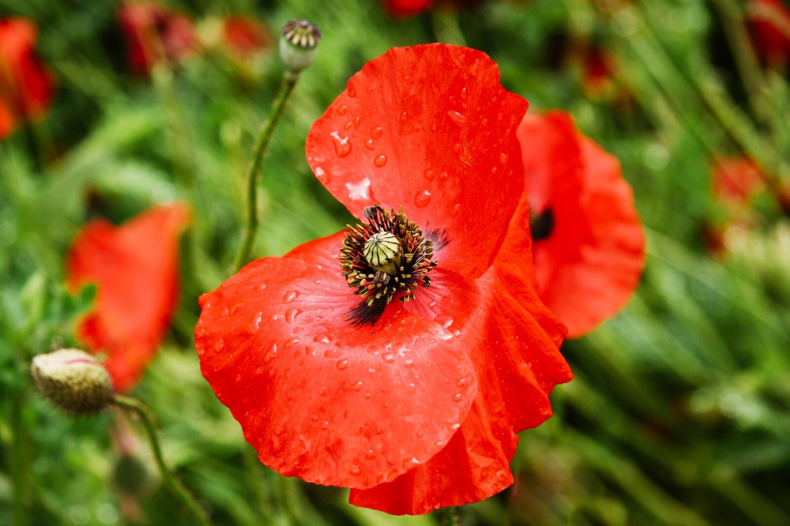 Poppy Flower Photography Print 7×5 – Red Floral Nature Wall Art Décor