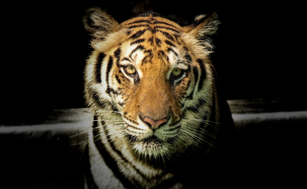 Digital Image Picture Photo Pic Wallpaper Background Water Wildlife Tiger Jungle