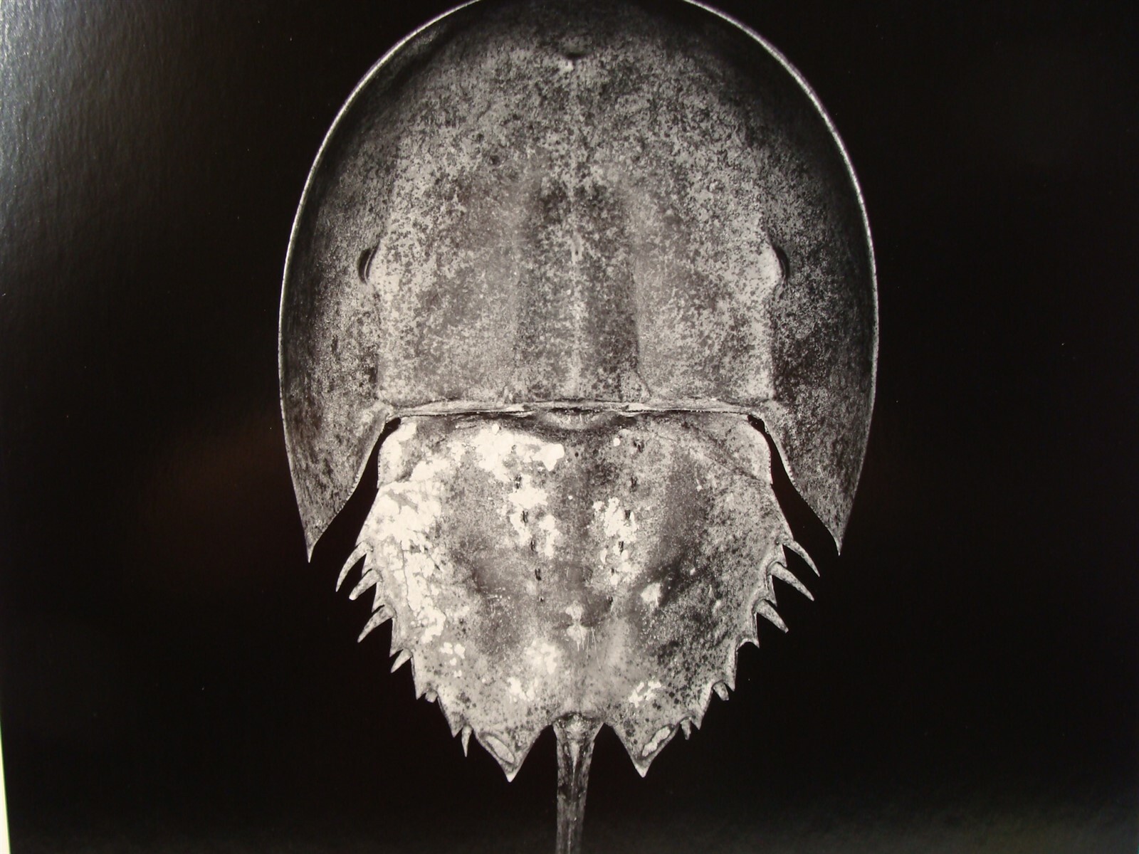 Original 2016 Charles Fendrock Horseshoe Crab Photograph