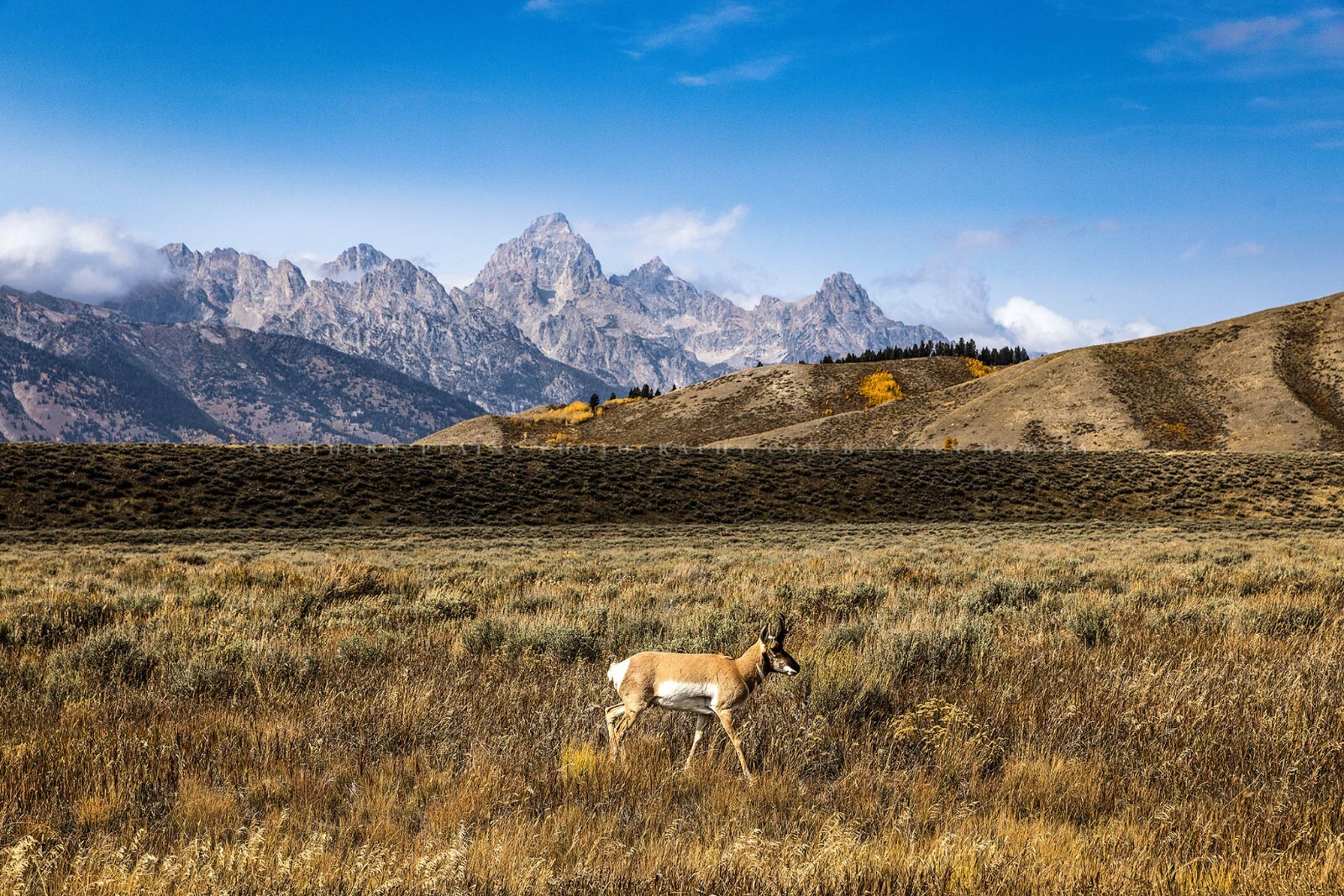 Pronghorn Antelope in Grand Teton National Park Wyoming Photography Print