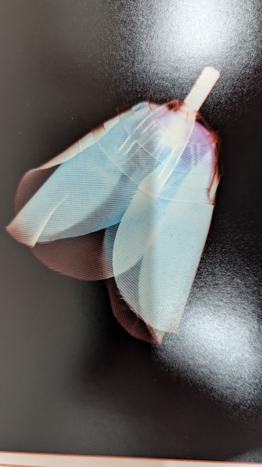 X-ray artwork of a flower by contemporary NY photo artist Mary Pinto 31/100