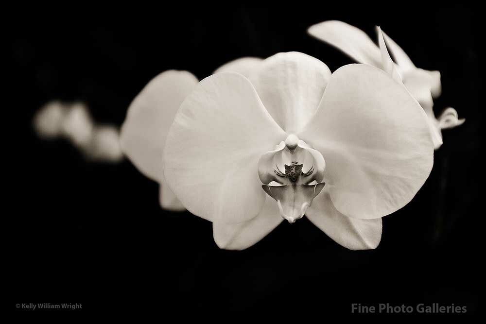 KELLY WILLIAM WRIGHT Original FLOATING ORCHID Flower Botanical Photograph 13×19
