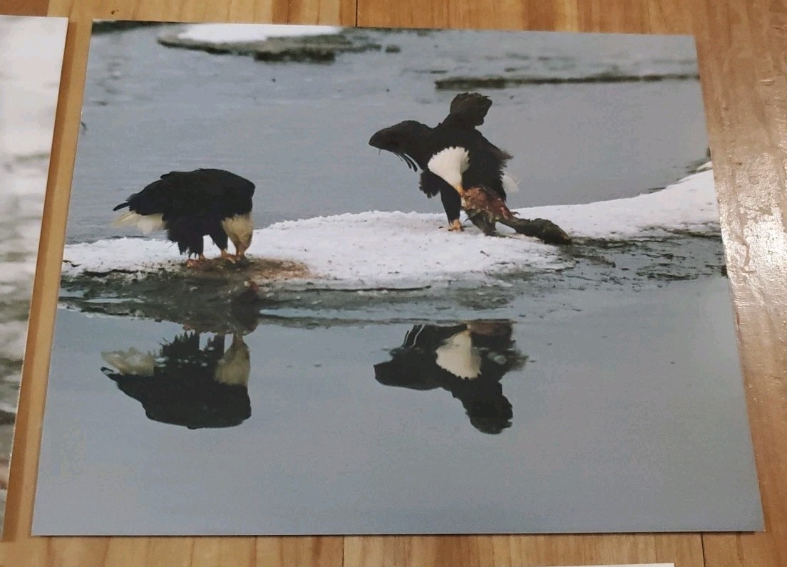 American Bald Eagle Print Pictures Lot of 4 Water Nature Preserve 8×10