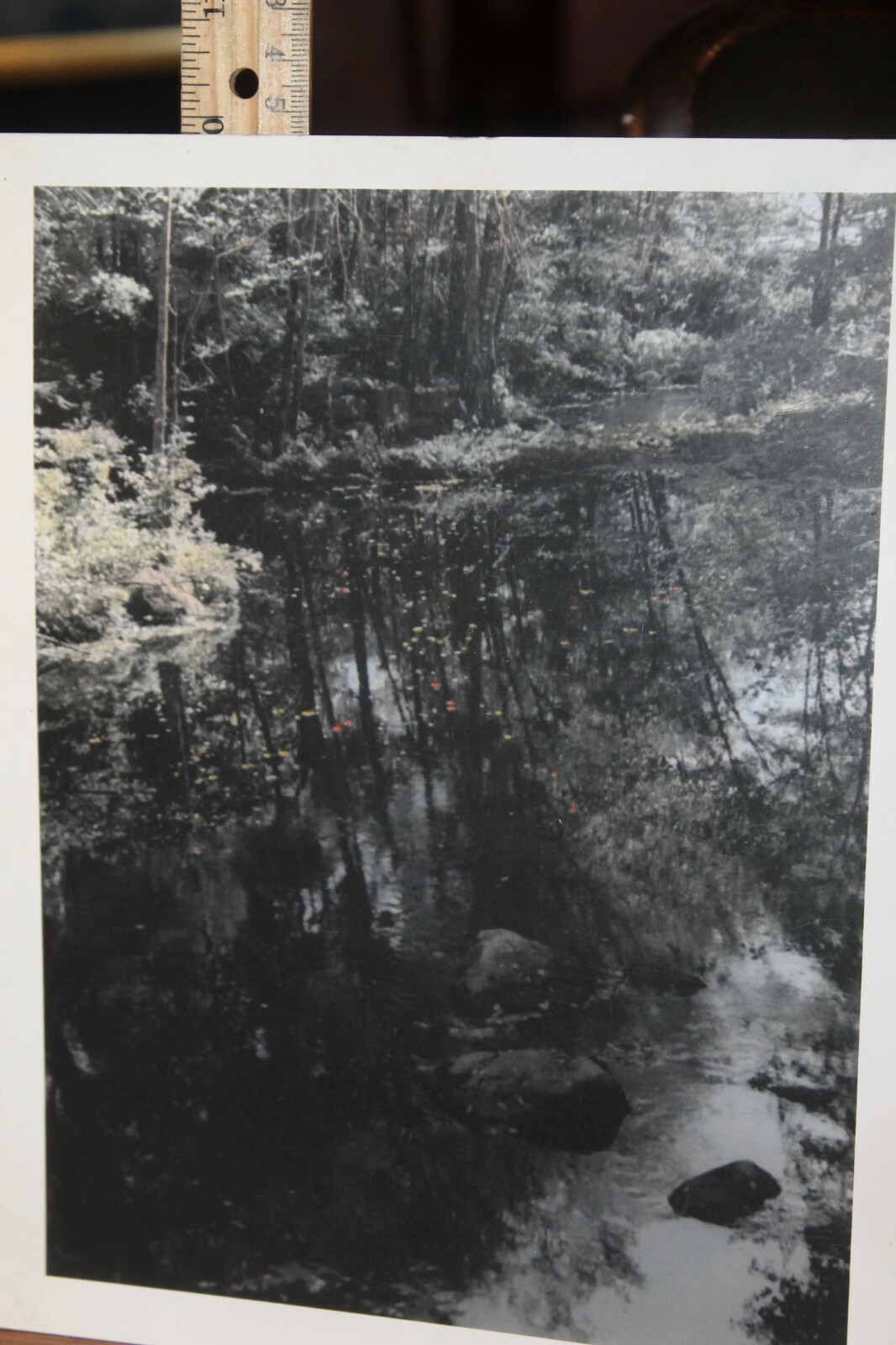 Vintage 8×10 Photo W. Beebe East Tennessee Hand Tinted Pond Woods