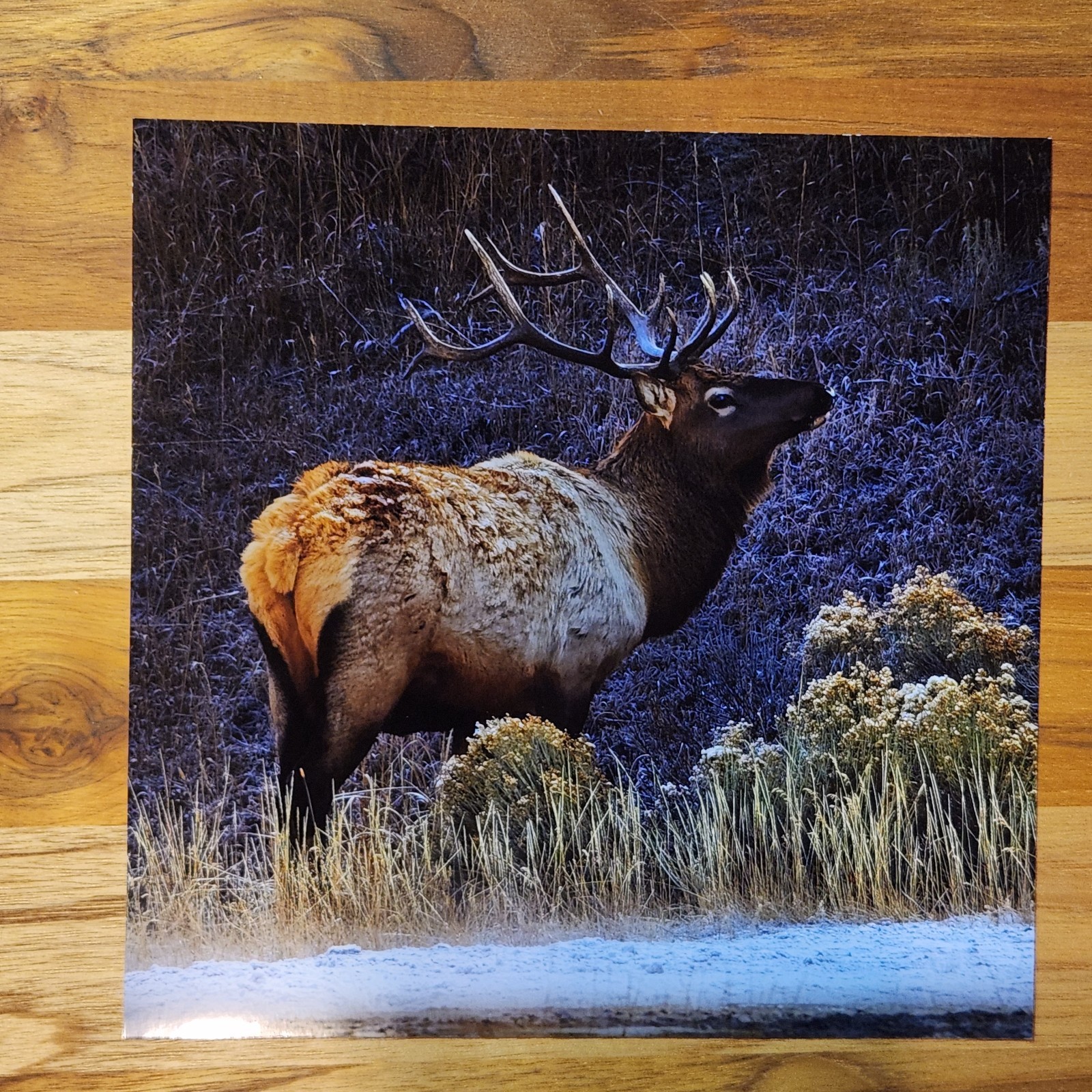 Nature Art Photography – ELK in Yellowstone winter – Signed Wildlife Print