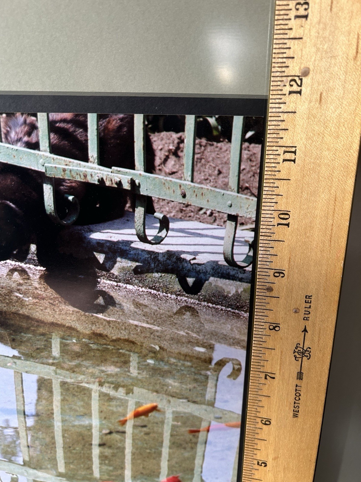 Original Photograph Black Cat Koi Pond Signed Framed Matted Truguard UV Guard