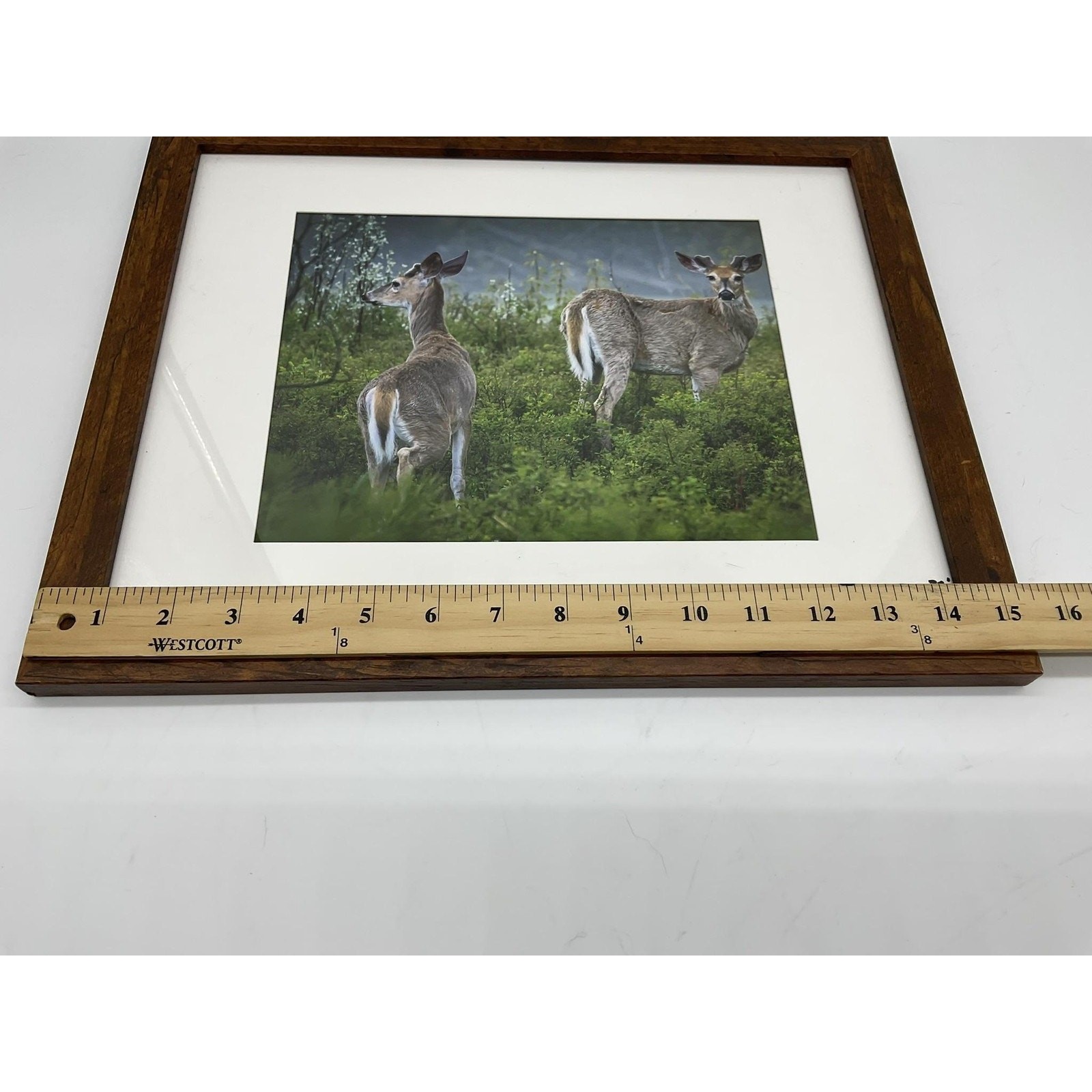 Caleb Koland Deer Wildlife Landscape Photo Print Framed Vintage Signed Wall Art