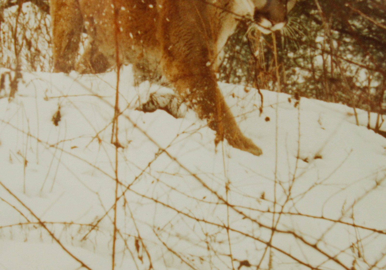 Mountain Lion Stalking in the Snow John Eveland Signed Photo Wood Framed