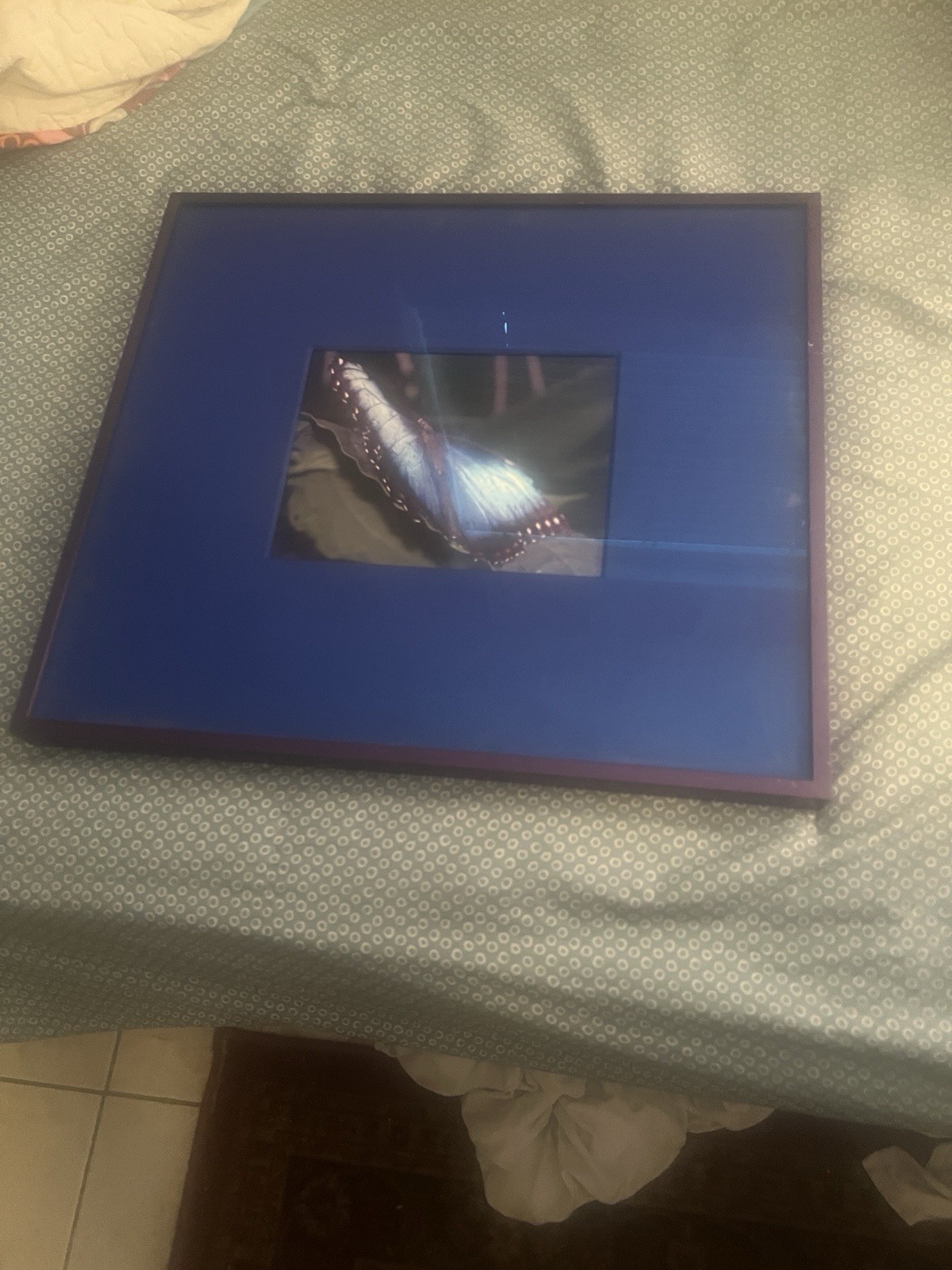 Rare Chelsea Framed Matted Color Butterfly Wing Photo, Nature Landscape art