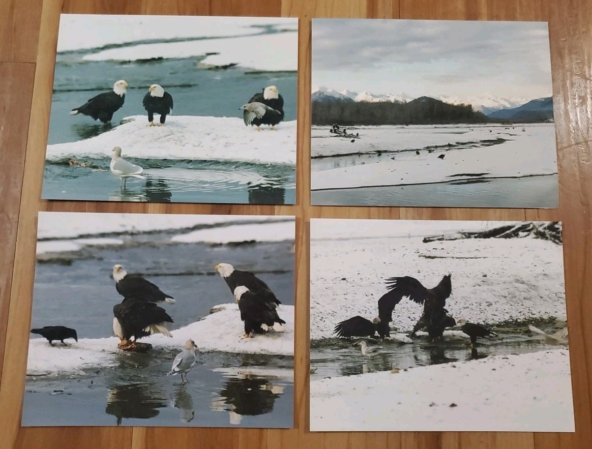 American Bald Eagle Print Pictures Lot of 4 Birds Water Preserve Scenery 8×10