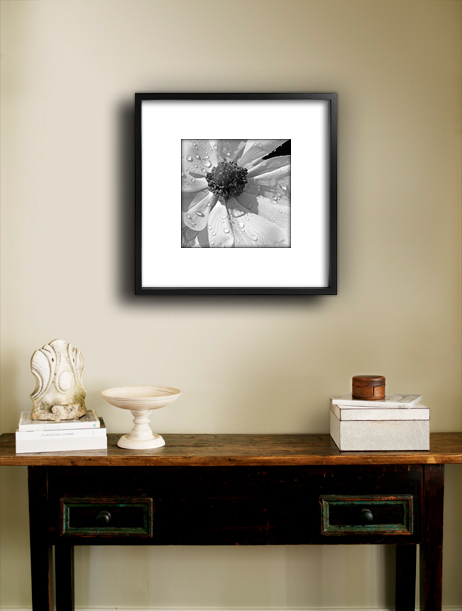 Anemone Poppy In Black And White 12″x12″ Floral Botanical Fine Art Print
