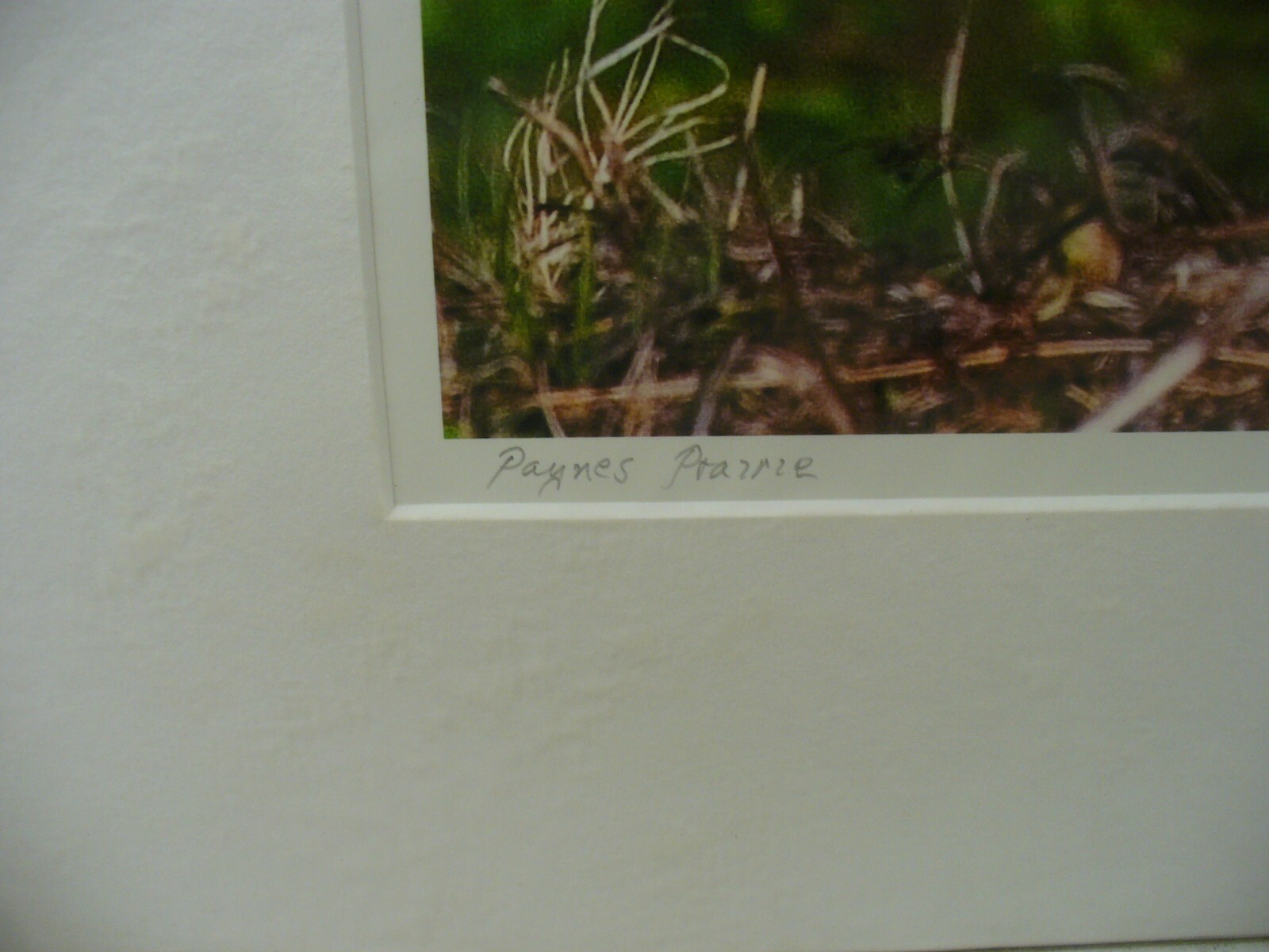 MATTED PHOTOGRAPHY Great Blue in Paynes Prairie by Dom Martino 16×20