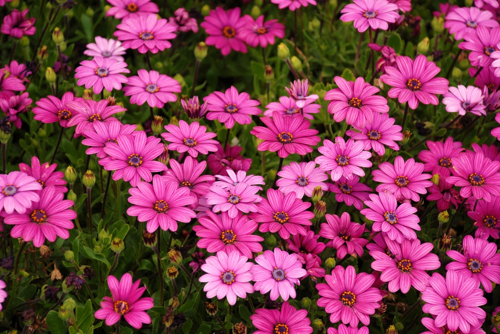 Nice Mother’s Day Floral Bouquet Pink Garden Flowers Spring Wall Art 8×10 Print