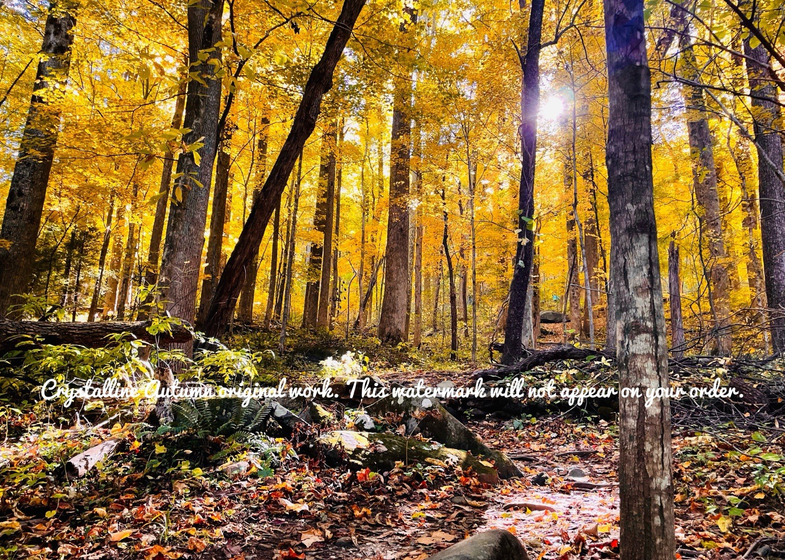 8×10 Golden Yellow Tree Autumn Forest Giclee Photography Print Tennessee