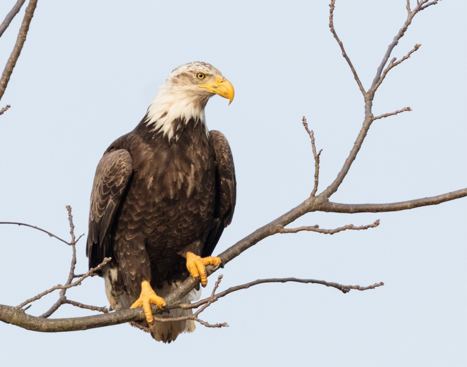 Bald Eagle #3 11×14 Photograph Print 11″x14″