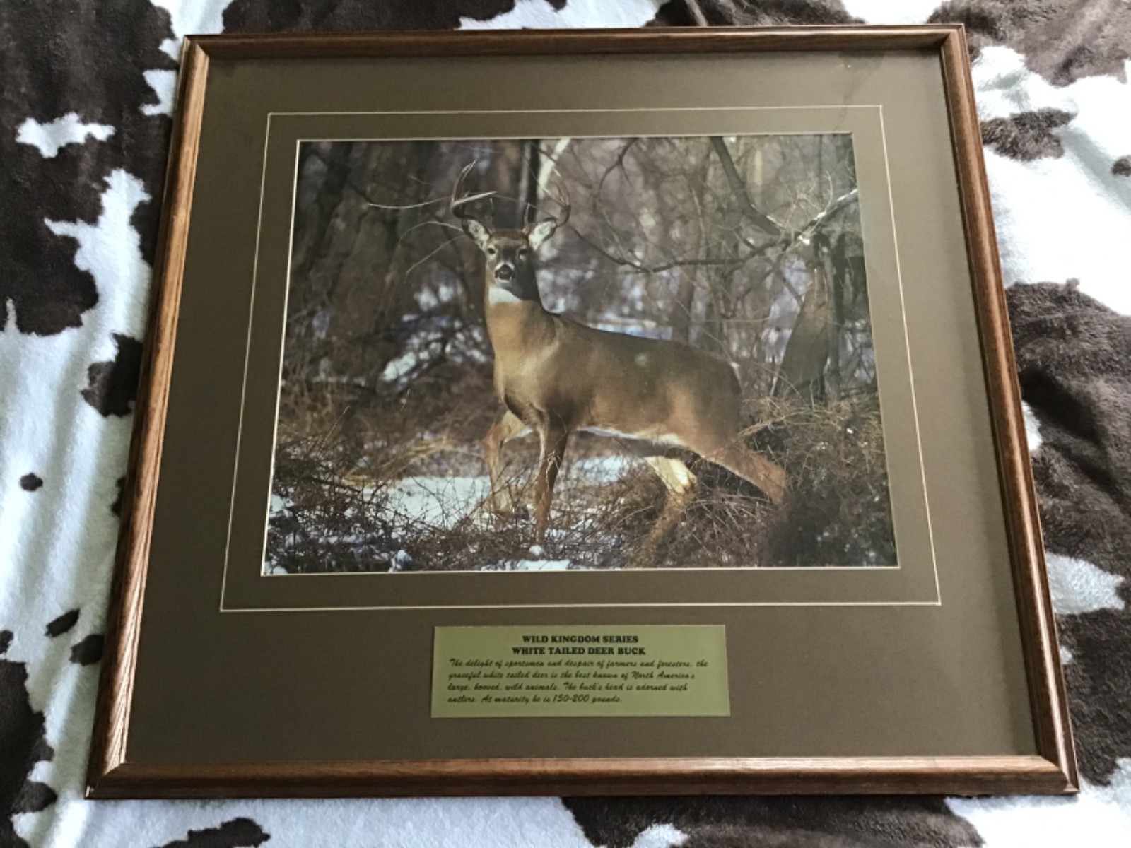 Vintage Wild Kingdom Series White‑Tailed Deer Buck – Large Framed Wildlife Print