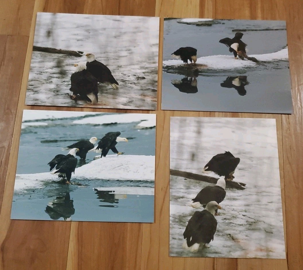 American Bald Eagle Print Pictures Lot of 4 Water Nature Preserve 8×10
