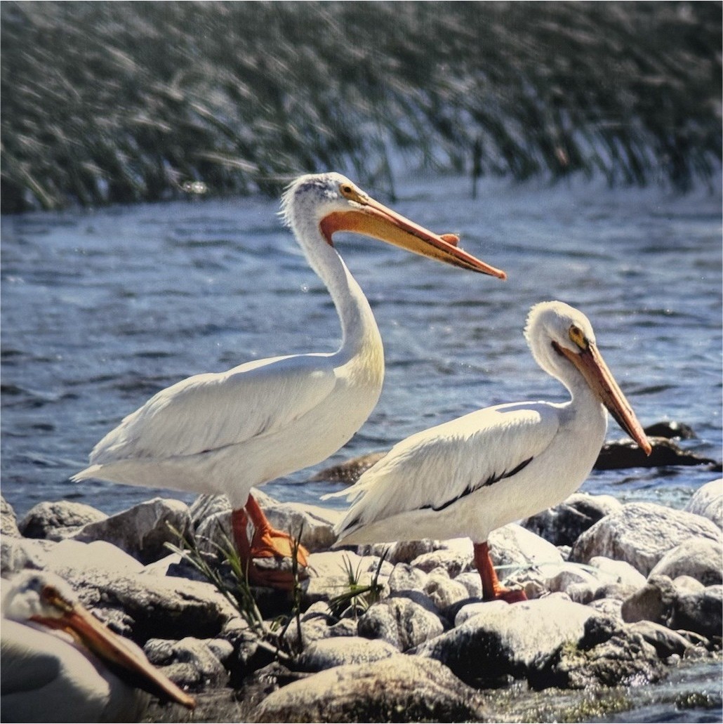 Matted Framed Wildlife Photography of Pelicans by Water, Landscape, Color
