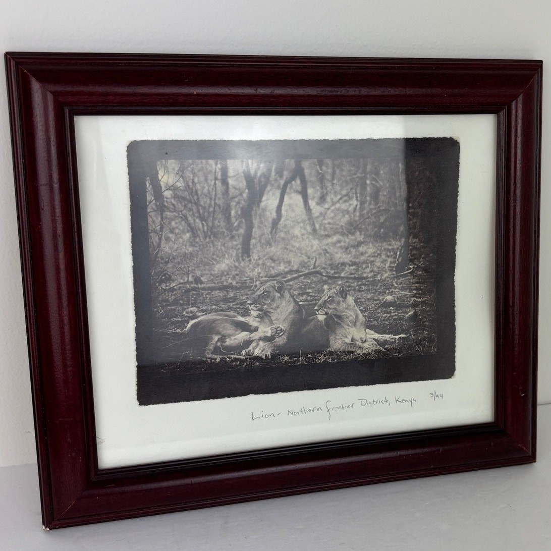Framed Photo “Lion- Northern Frontier District Kenya” 12″ x 10.5″ Vintage
