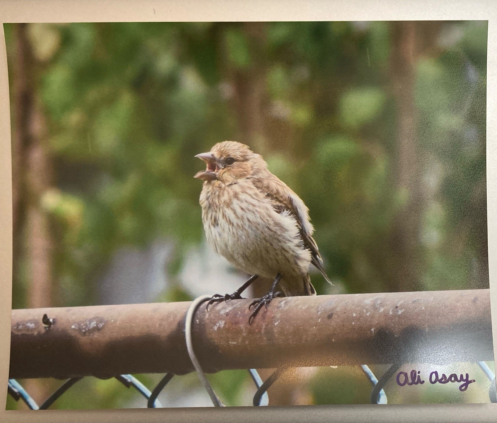 8×10 Bird Photography Matte Print Chirping Female House Finch Songbird PRINTONLY