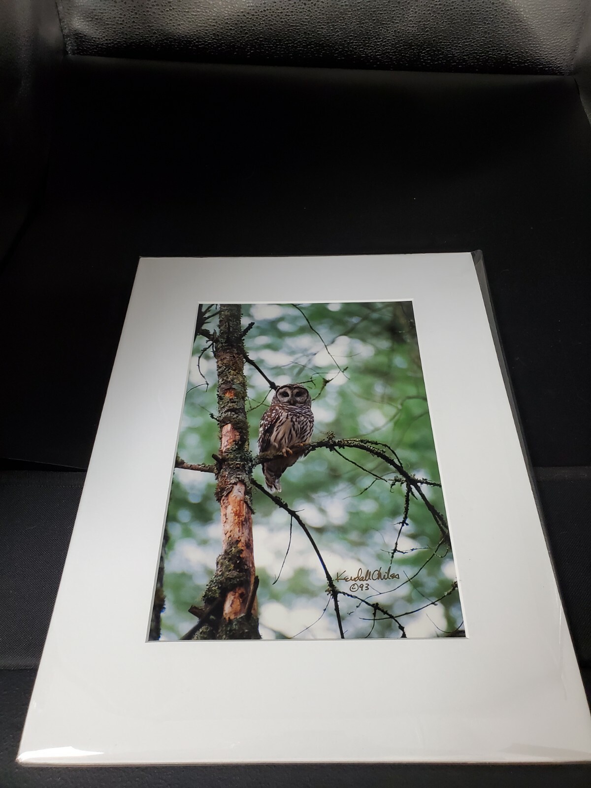 Vintage Kendall Chiles Signed Wildlife Photograph Owl Matted Unframed Tennessee