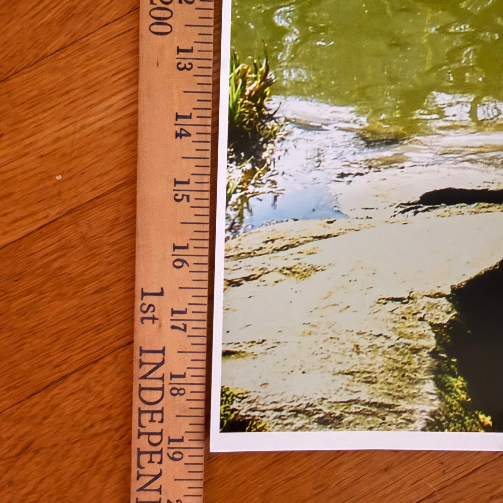 Sharon Driscoll Signed 13×19 Japanese Garden Photograph – Portland PNW Artist
