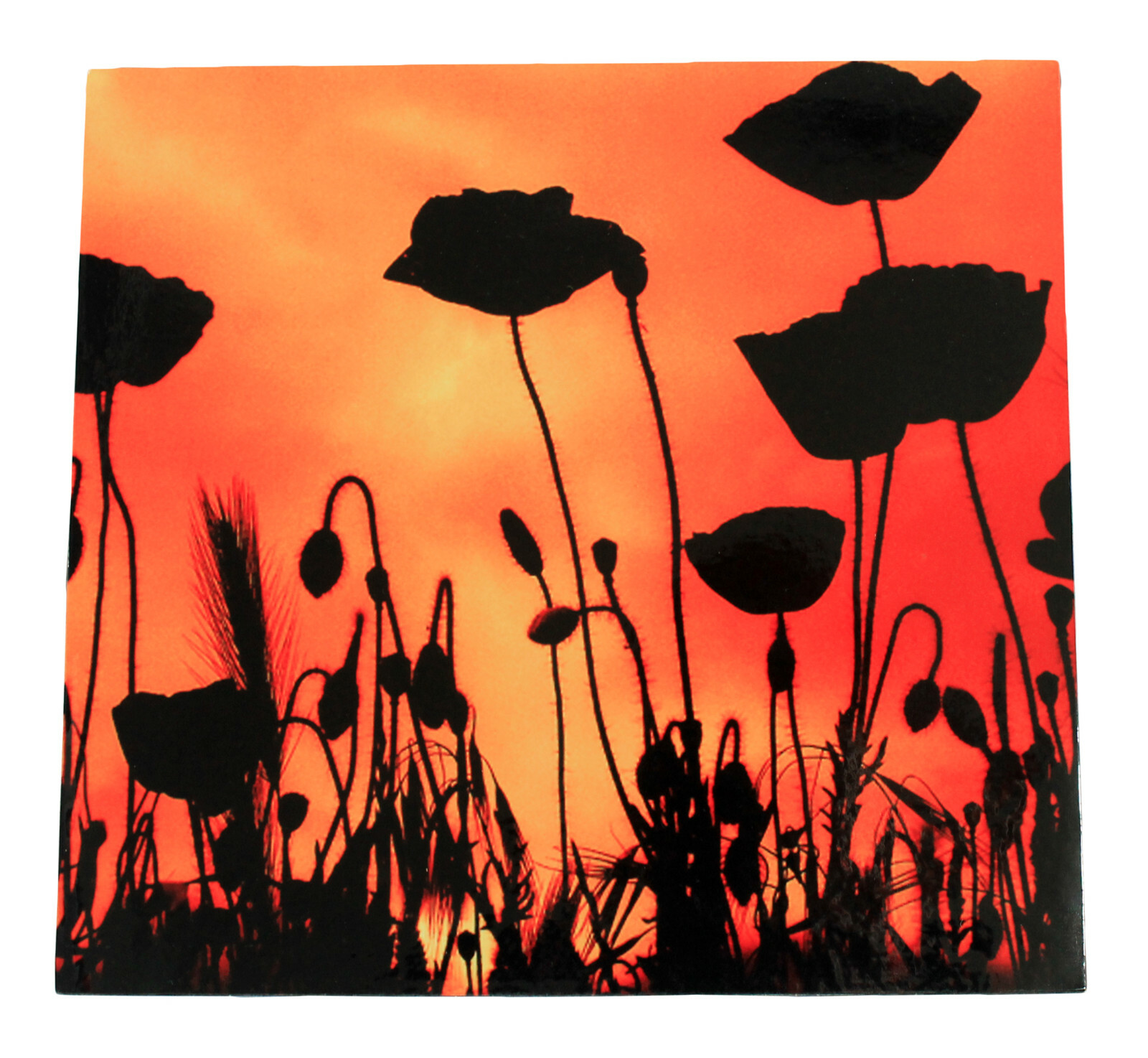 Original photograph of POPPIES Block Mounted and laminated 28 x 29 cm by Senka