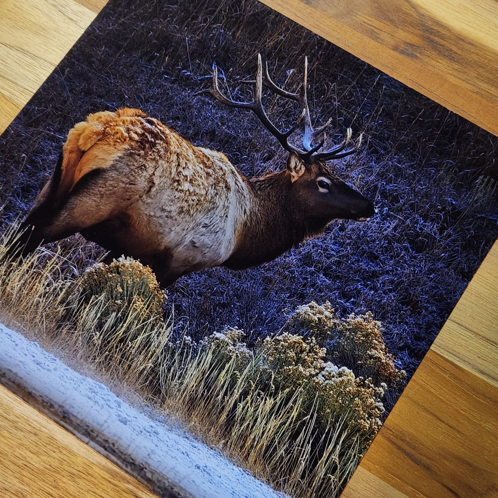 Nature Art Photography – ELK in Yellowstone winter – Signed Wildlife Print
