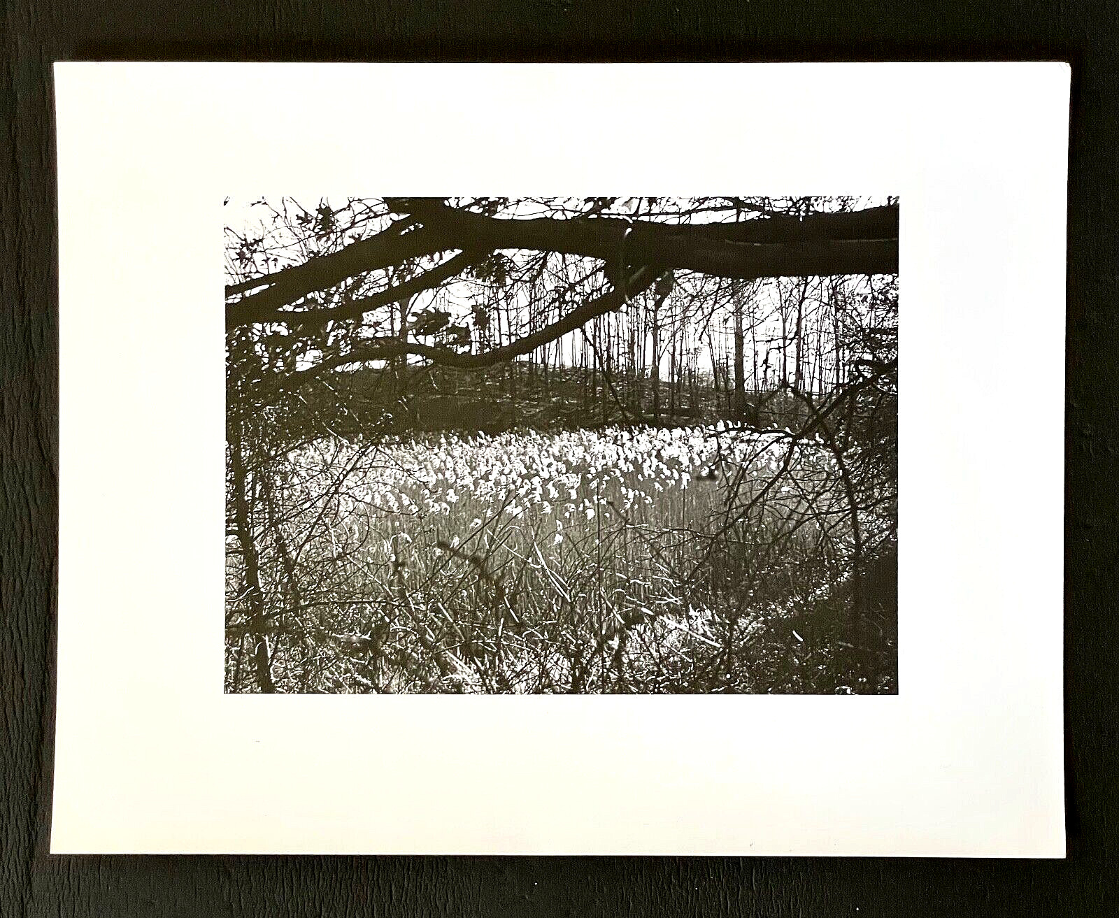 Original SIGNED N. JAY JAFFEE Gelatin Silver Photograph (Flowers in Landscape)