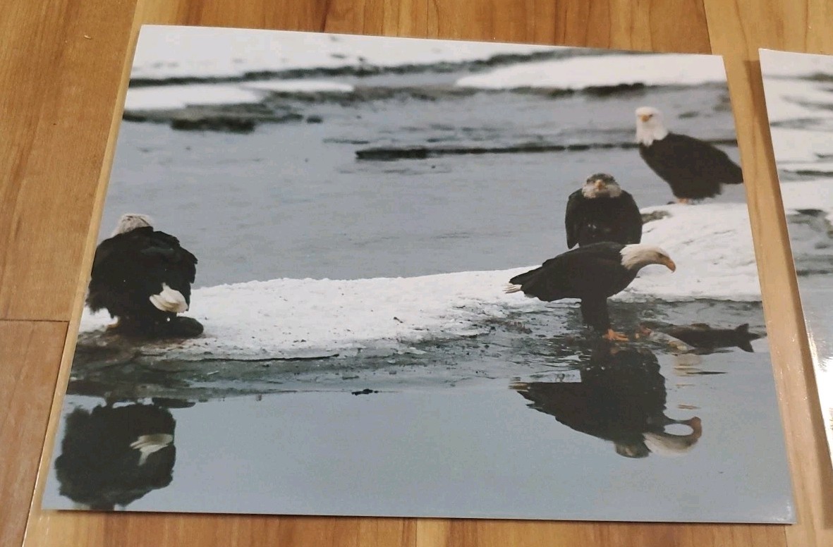American Bald Eagle Print Pictures Lot of 4 Convocation of Eagles Preserve 8×10