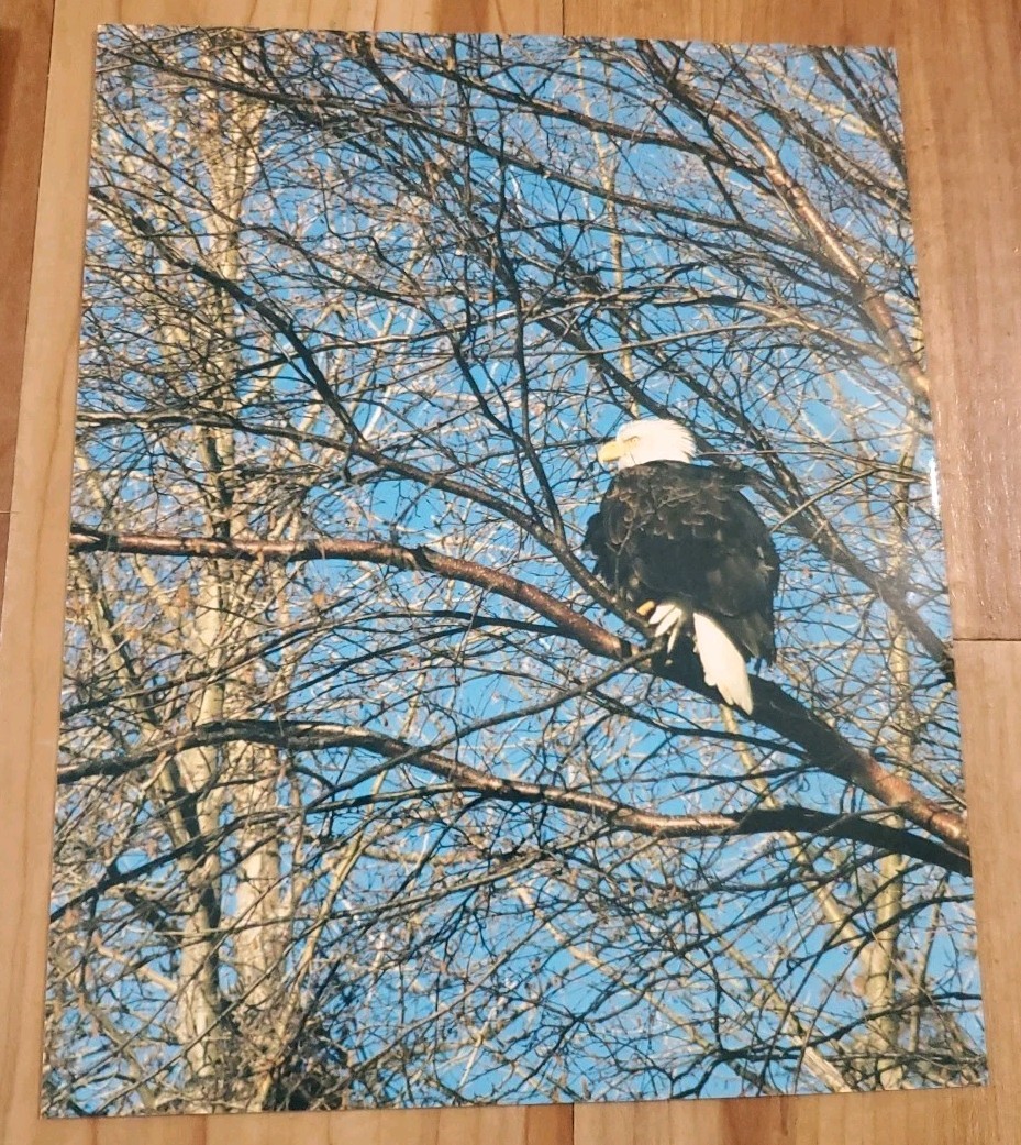 American Bald Eagle Print Pictures Lot of 4 Sitting Trees Nature Up Close 8×10