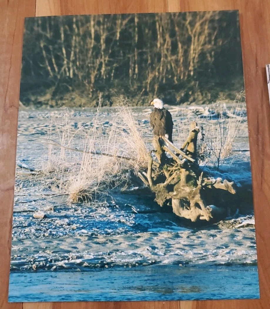 American Bald Eagle Print Pictures Lot of 4 Sitting Trees Nature Up Close 8×10