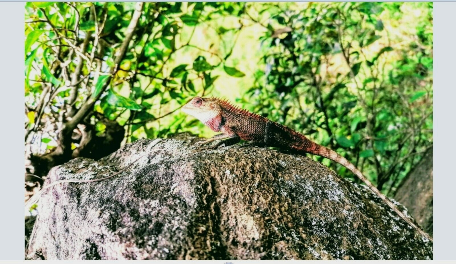 Digital Photo Of Reptile On a Rock in Sri Lanka Forest Nature