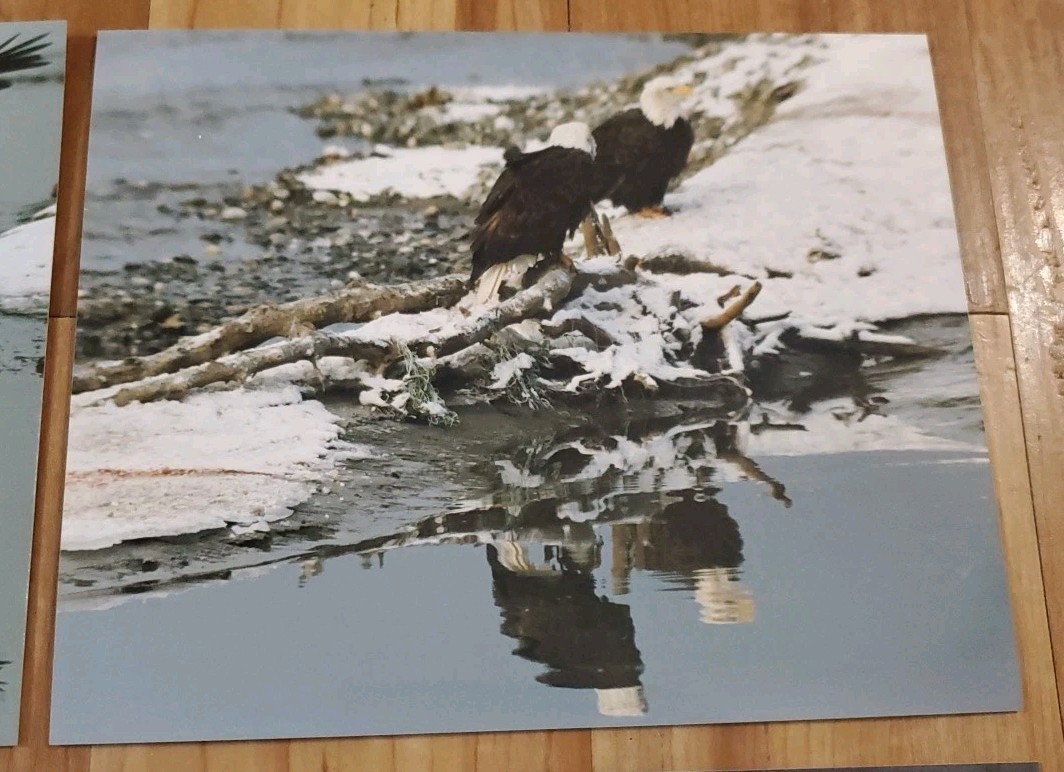 American Bald Eagle Print Pictures Lot of 4 Mirror Image Reflection Water 8×10