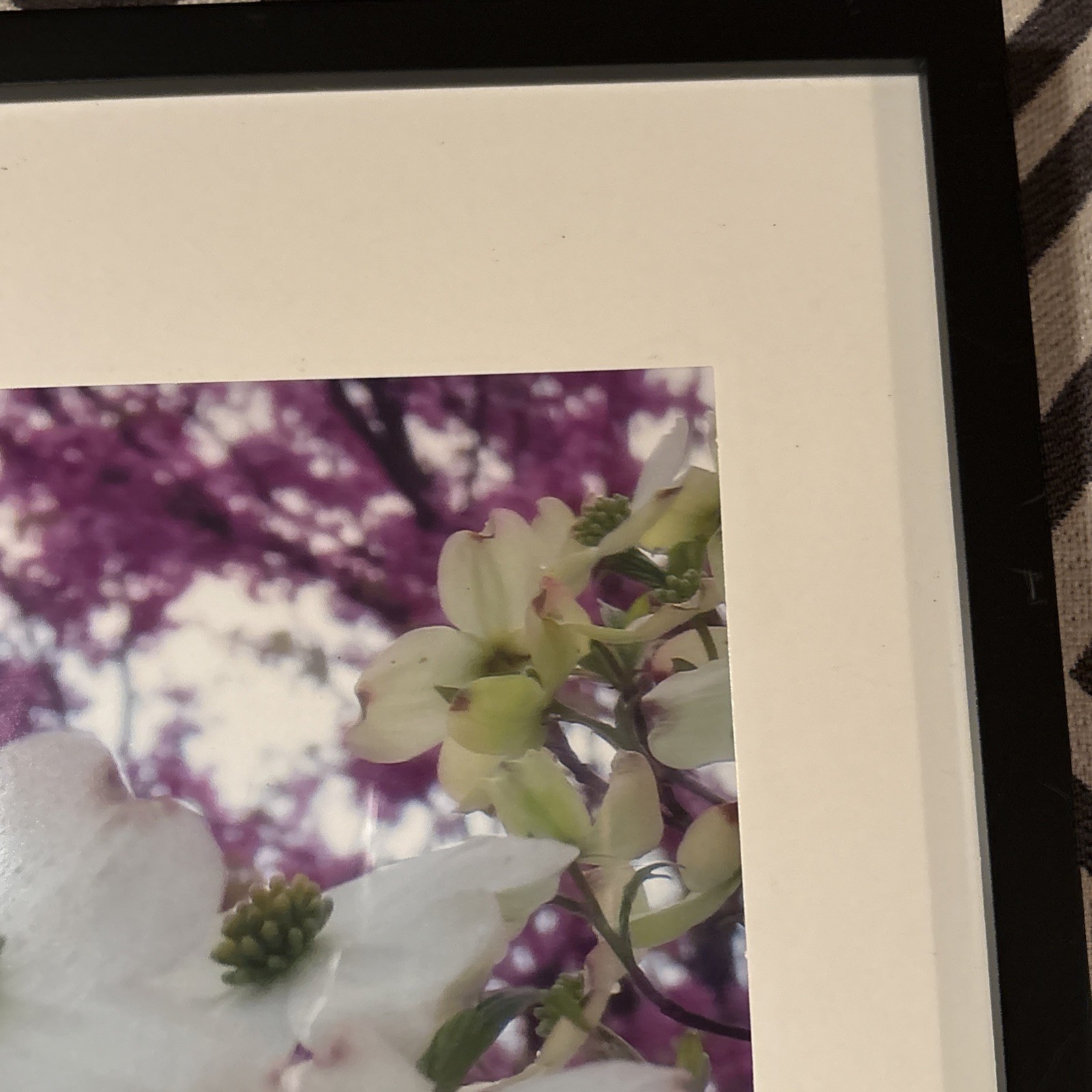 Nature photograph framed. color photograph, flowers, framed and matted. Dogwood