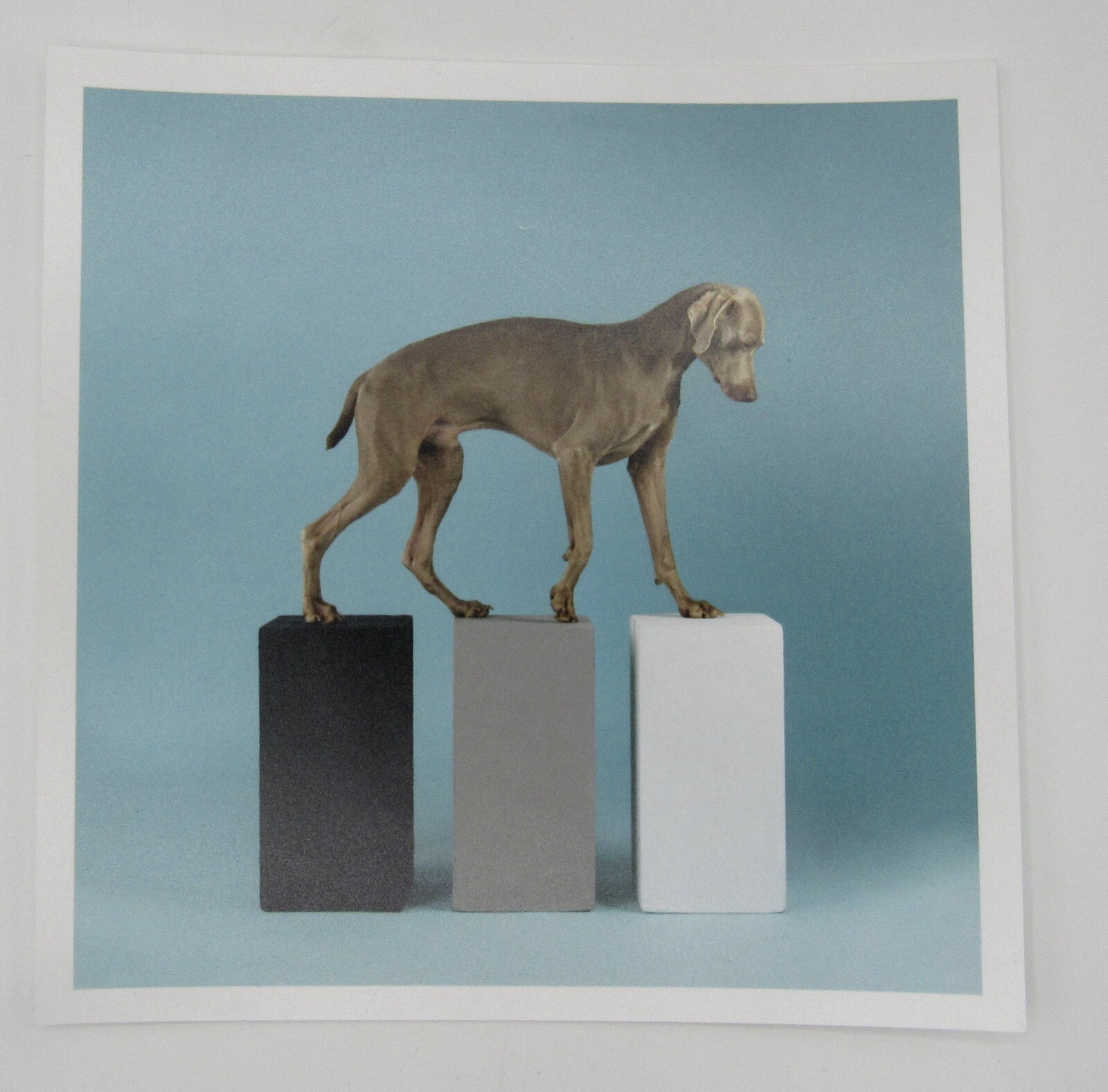 Signed William Wegman photograph Contact 2014 6×6” Magnum Weimaraner dog