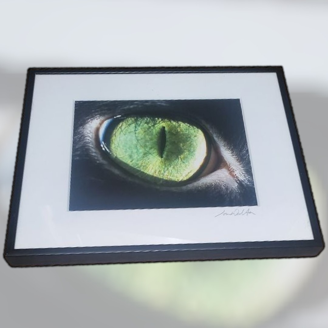 Jon Walton Photography Art Decor Cat Eye Phoebe 8″ X 10″ Pet Fur