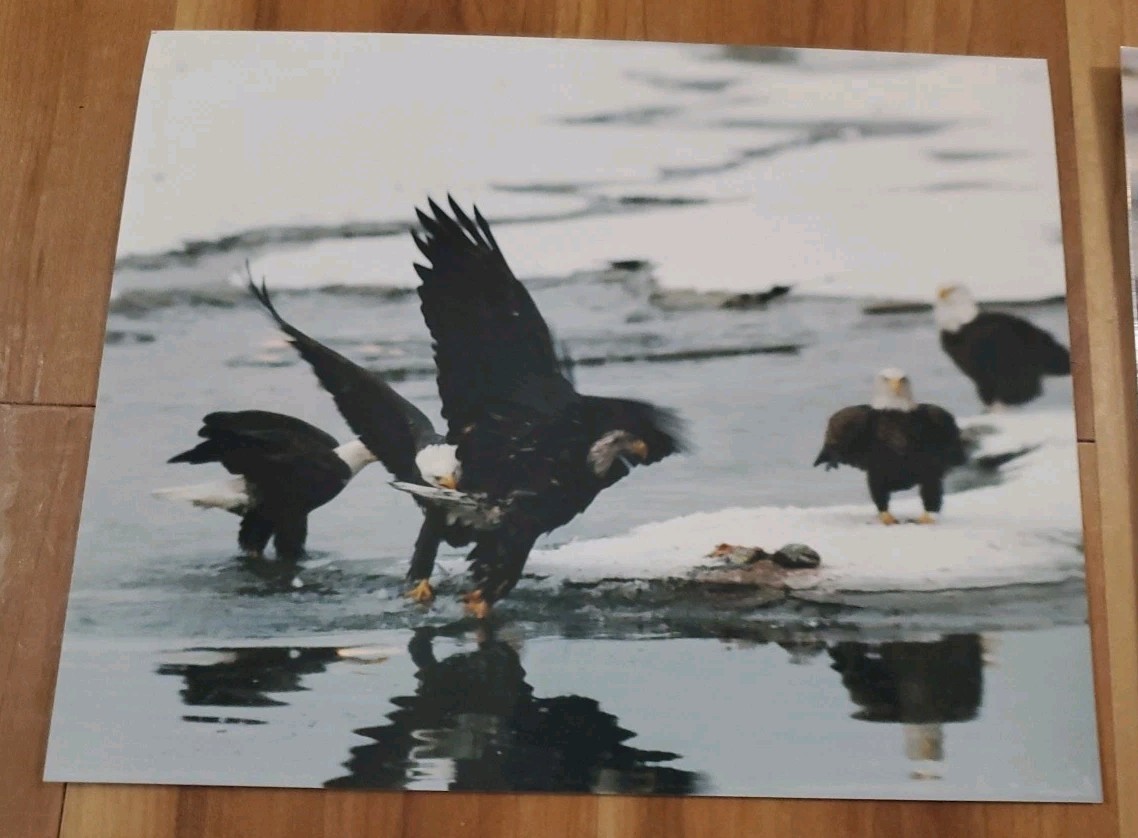 American Bald Eagle Print Pictures Lot of 4 Eagles with Magpies Bird Nature 8×10