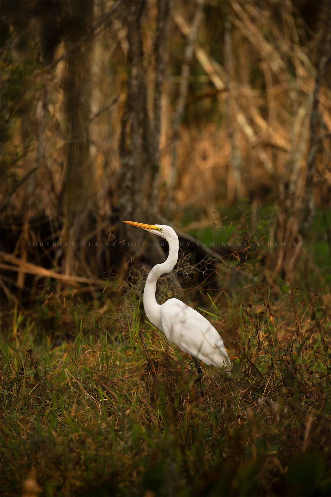 Great Egret Photography Print: Louisiana Swamp Water Bird Wildlife Nature Photo