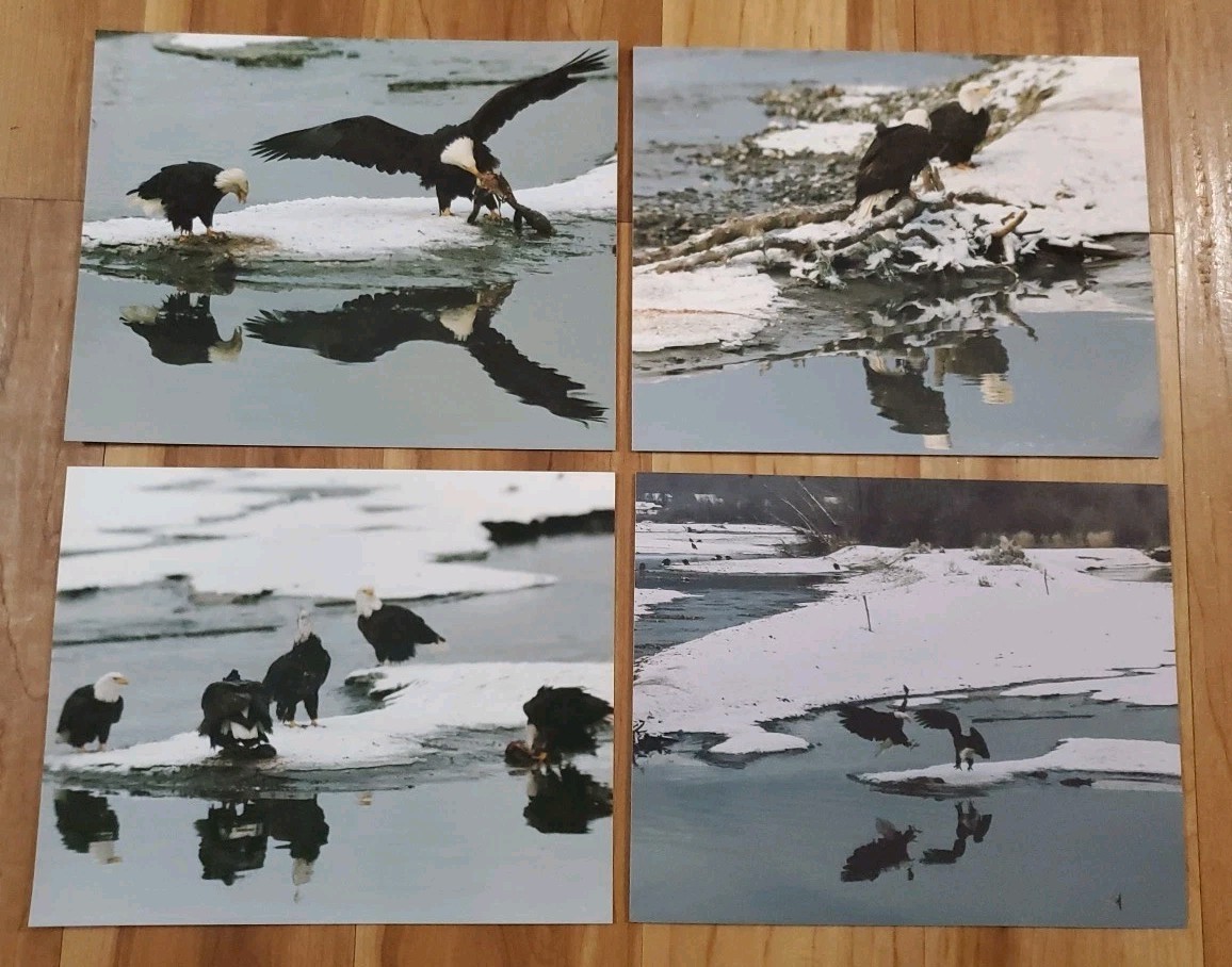 American Bald Eagle Print Pictures Lot of 4 Mirror Image Reflection Water 8×10