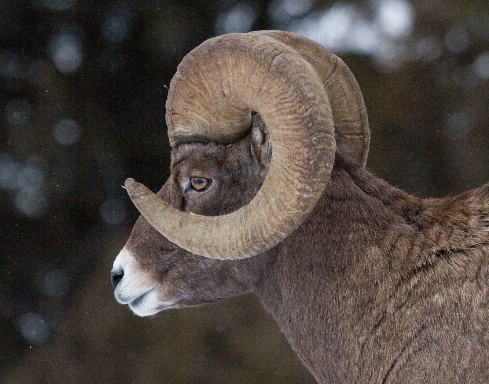 Bighorn Sheep Ram Photograph 11×14 Print 11″x14″ #2