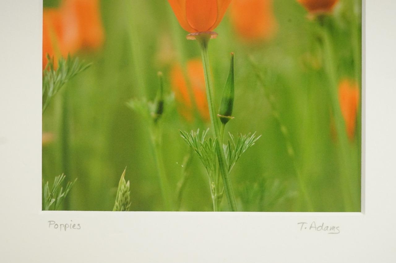Tom Adams Photography Red Poppies Field Flowers Oregon Matted Photo Art 8×10