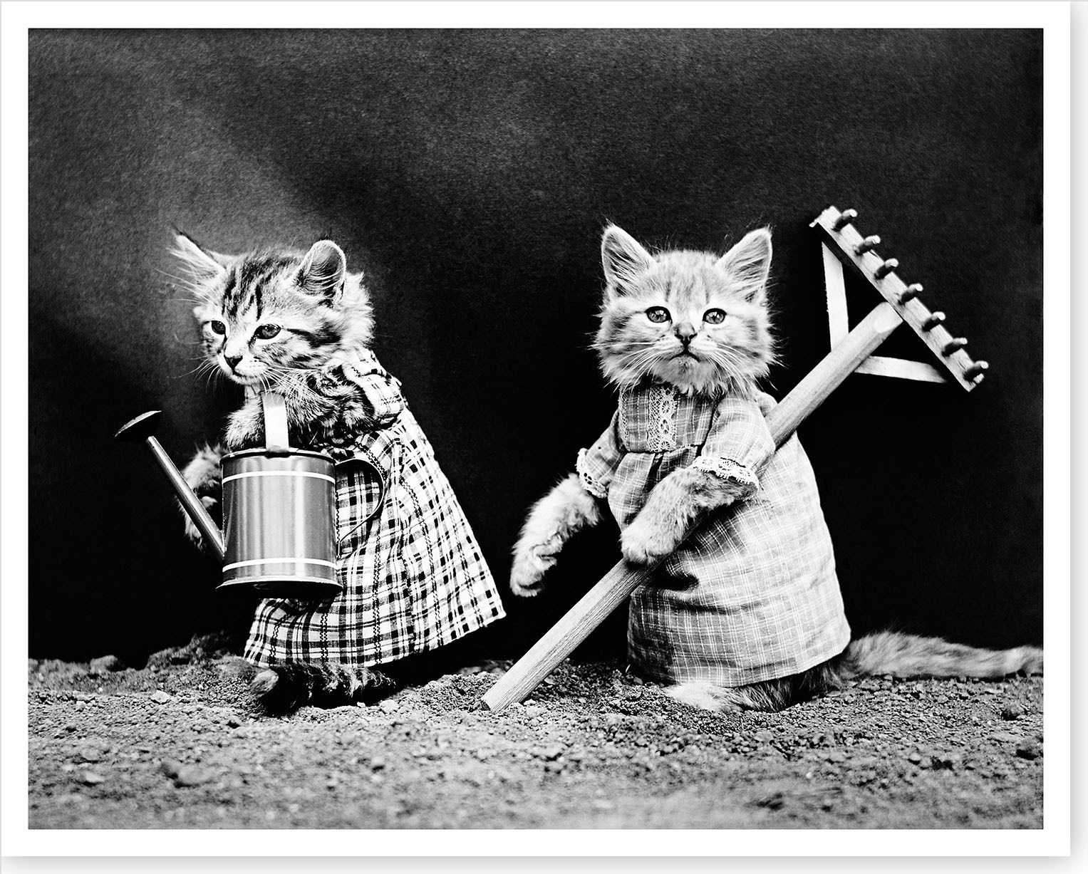 1914 Kittens Cats Wearing Clothes Planting Garden Silver Halide Photo