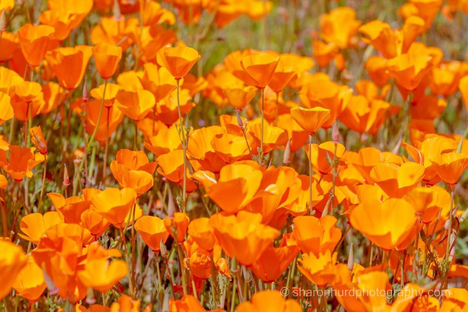 Poppies￼ photography print California Poppies, photo nature wall deco