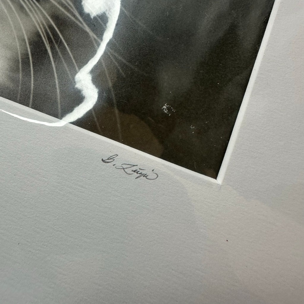 Vintagew Black & White Cat Photo Print (Signed)