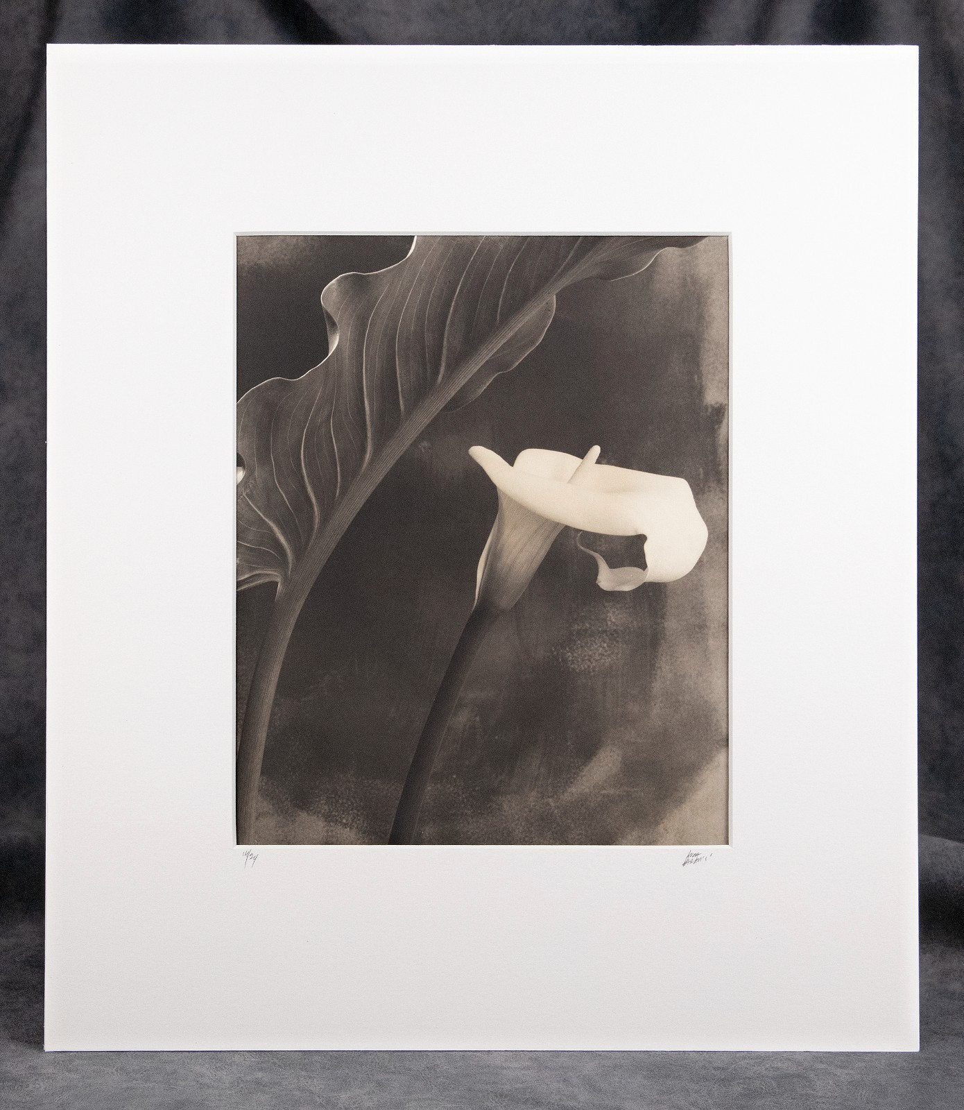 LUCA PARADISI, Platinum Palladium Print, Calla with Leaf, Ireland, Ltd, #14/24